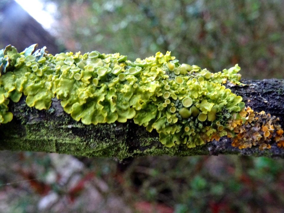 Lichens jaune, vert et orange 