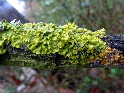 Lichens jaune, vert et orange 