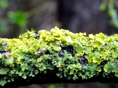 Lichens jaune et vert 