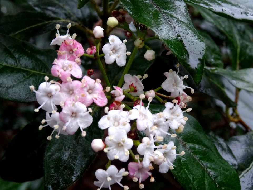 Laurier-tin ou Viorne-tin, Viburnum tinus, Adoxacées 