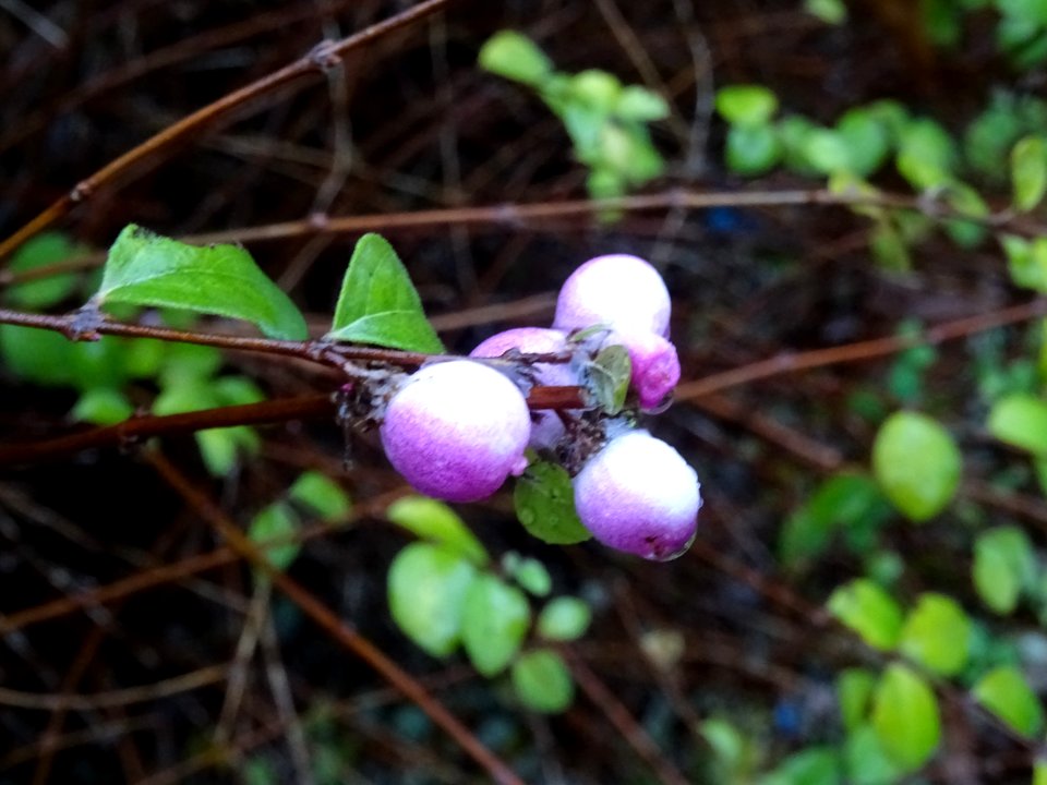 Fruit de la Symphorine, Symphoricarpus alba, Caprifoliacée… 