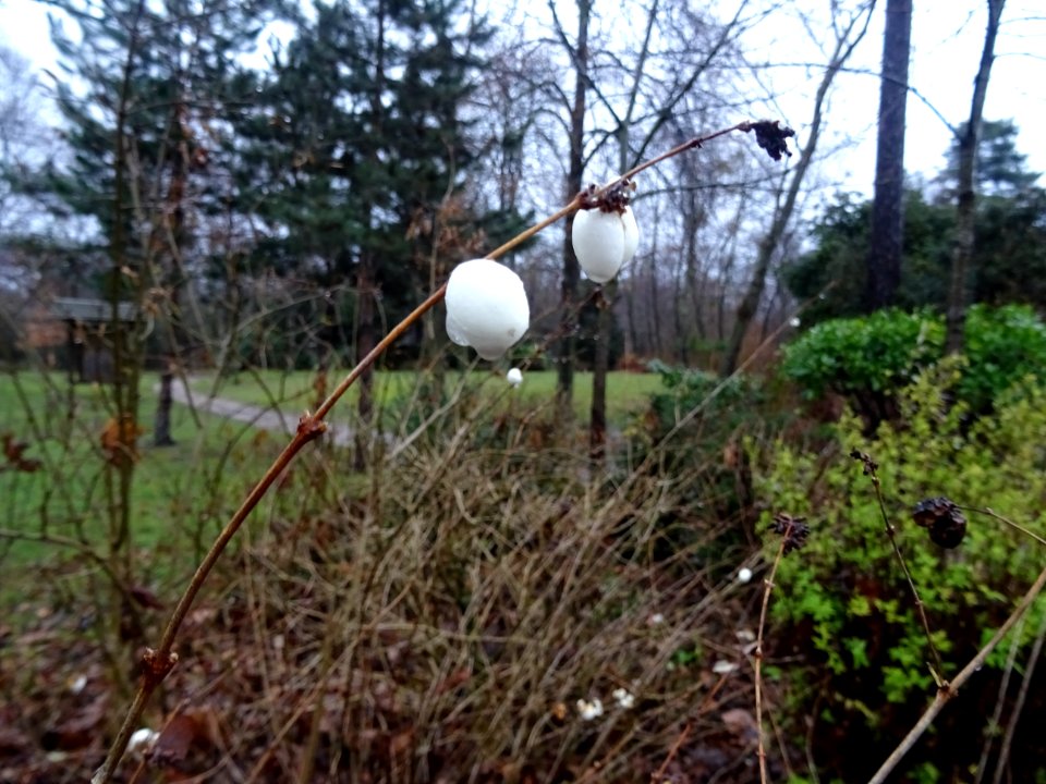 Fruit de la Symphorine, Symphoricarpus alba, Caprifoliacée… 