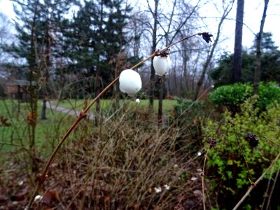 Fruit de la Symphorine, Symphoricarpus alba, Caprifoliacée… 