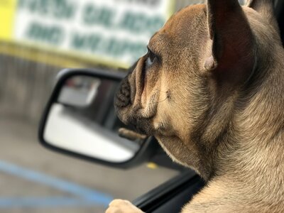 Dog pug animal