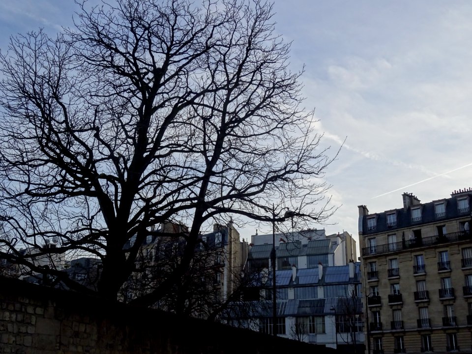 Chêne dans le cimetière de Montmartre, 18e arr., Paris 