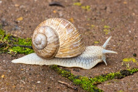 Shell crawl mollusk