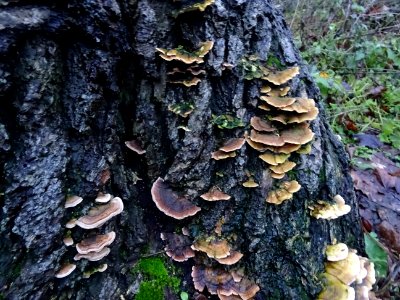 Champignons sur une souche 