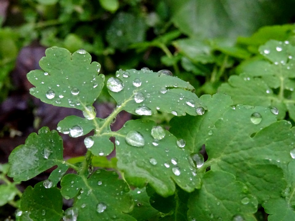 Gouttes d'eau sur feuilles de chélidoine ? 