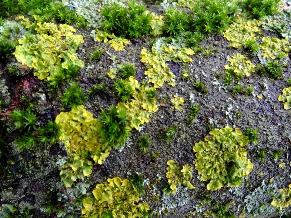 Ecorce, lichens et sphaignes 
