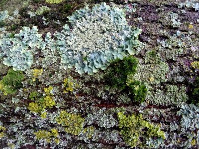 Ecorce et lichens 