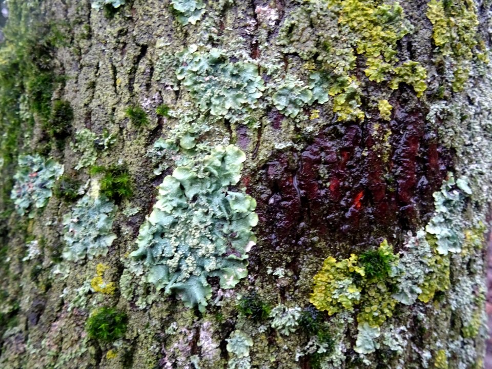 Ecorce, lichens et sphaignes 