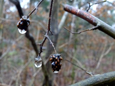 Gouttes d'eau 