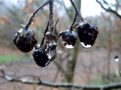 Gouttes d'eau, sur des mûres désséchées ? 
