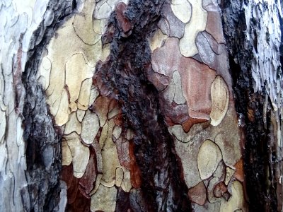 Ecorce de pin 