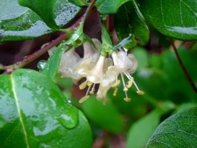 Fleurs engluée d'eau de pluie 