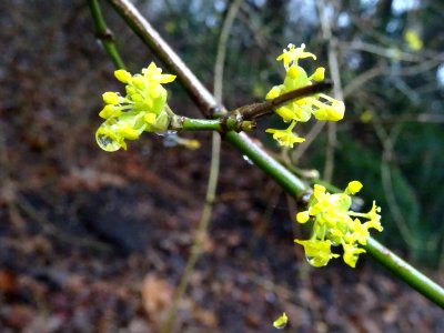 Cornouiller mâle, Cornus mas, Cornacées 