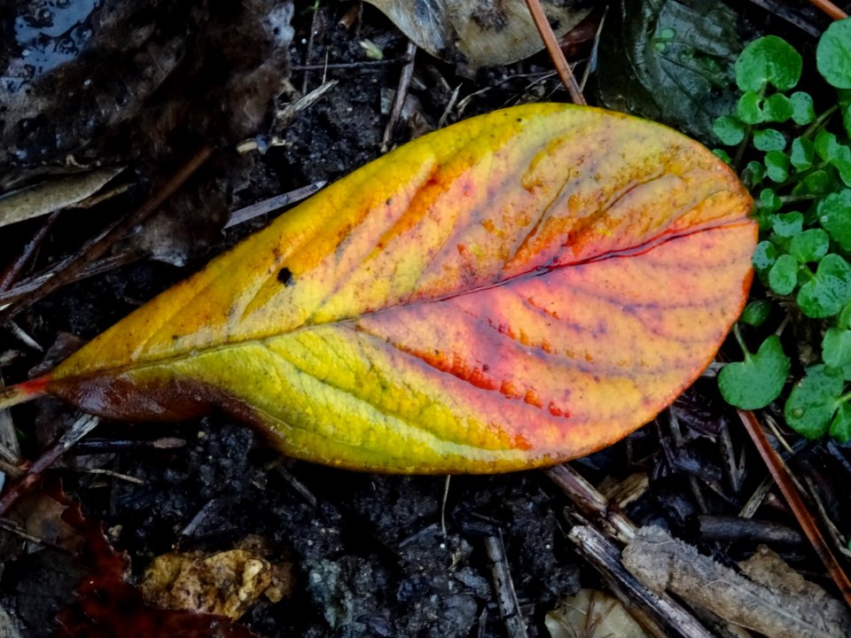Feuille jaune, verte et rouge ... 