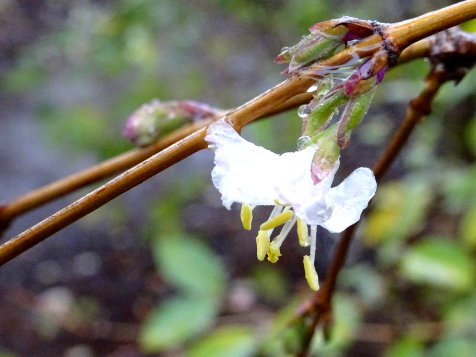 Fleurs sous la pluie 