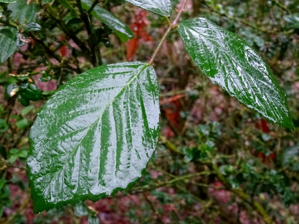Feuilles sous la pluie 