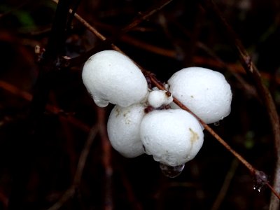 Fruit de la Symphorine, Symphoricarpus alba, Caprifoliacée… 
