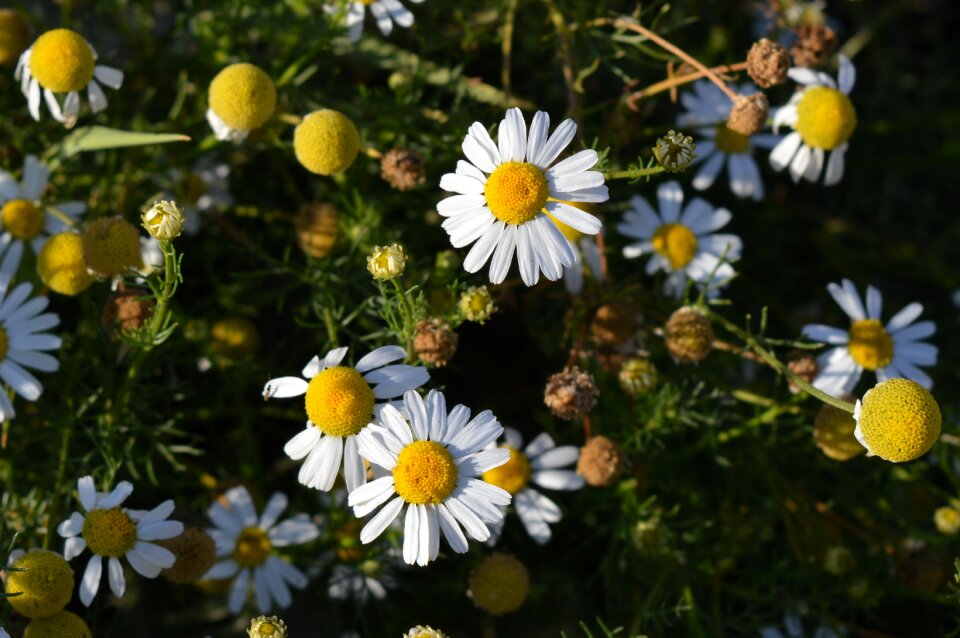 Flowers of the field summer flowers flowers
