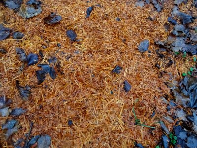 Copeaux de chêne 