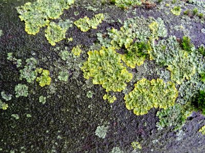 Lichens et sphaignes 