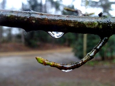 Plic, ploc, fait la pluie ... 