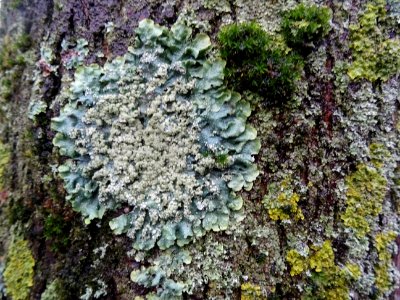 Lichens et sphaignes, flou 