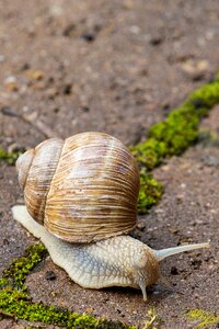 Shell crawl mollusk