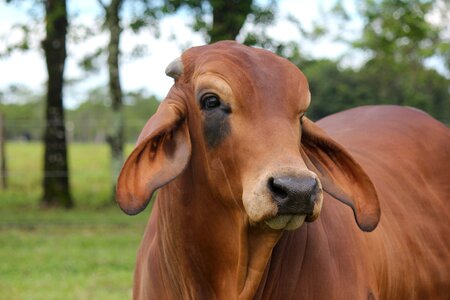 Bovine head animal