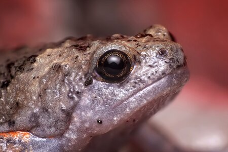 Herpetofauna amphibian animal