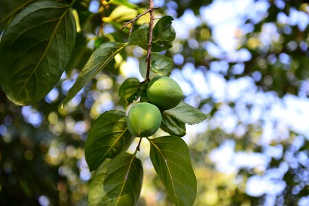 Beolgyo persimmon autumn