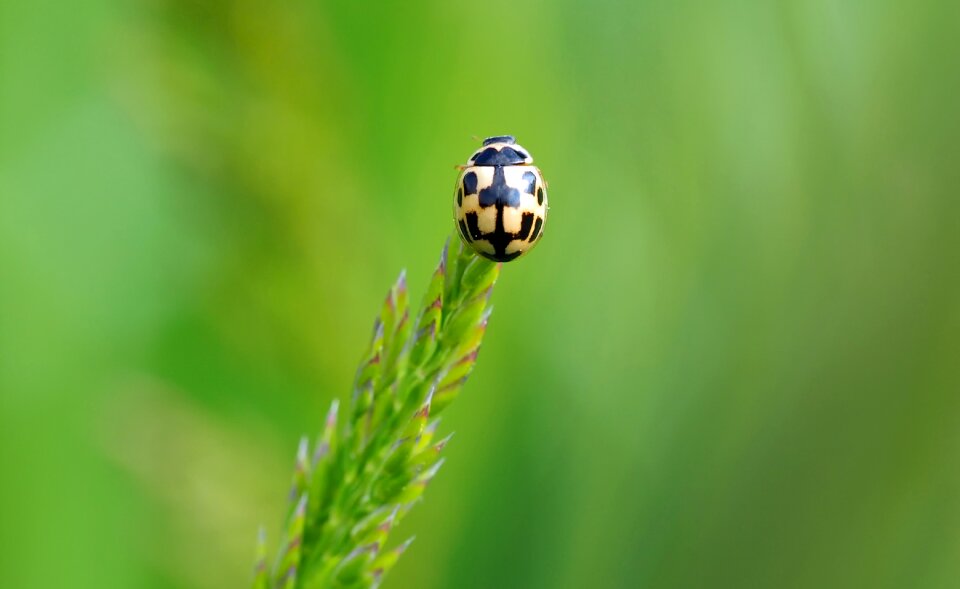 Local insect beetle