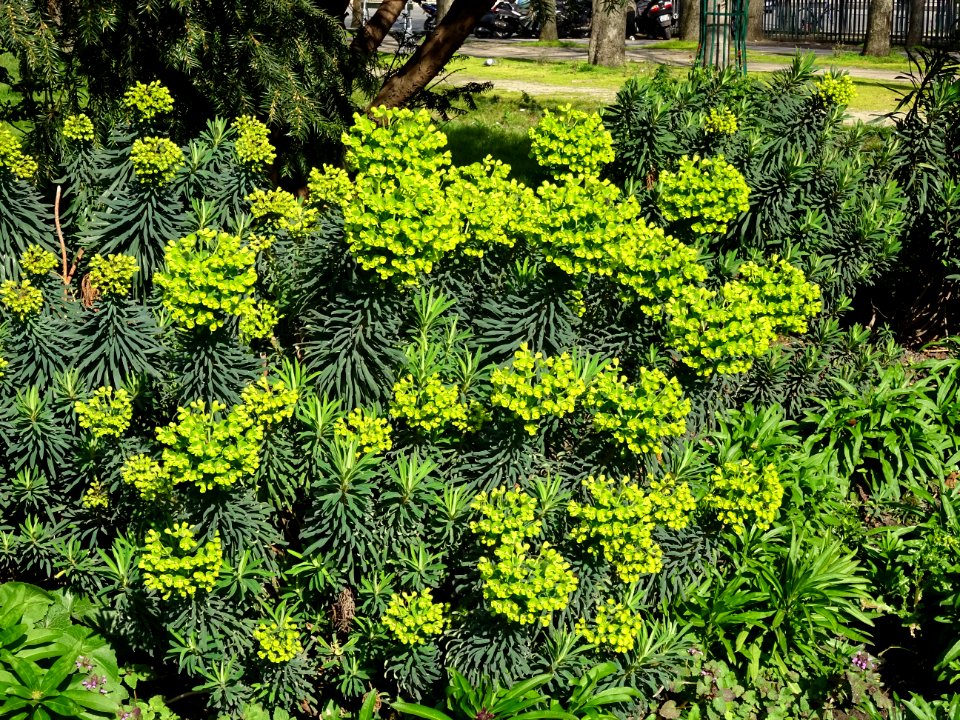Euphorbes déjà en fleur, Jardin des Champs-Elysées, 8e arr… 