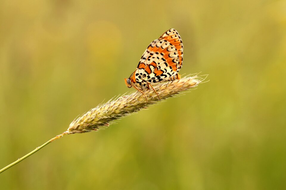 Nature macro summer