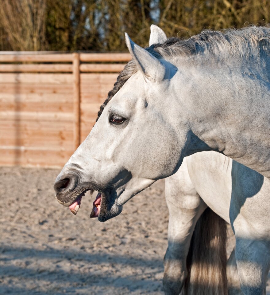 Horse neigh head