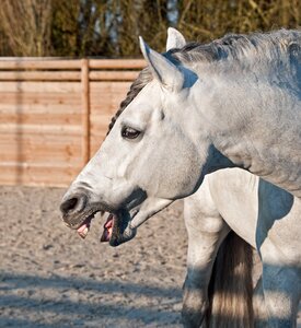 Horse neigh head photo