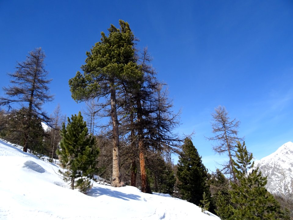 Pins à crochets et ciel bleu italien 
