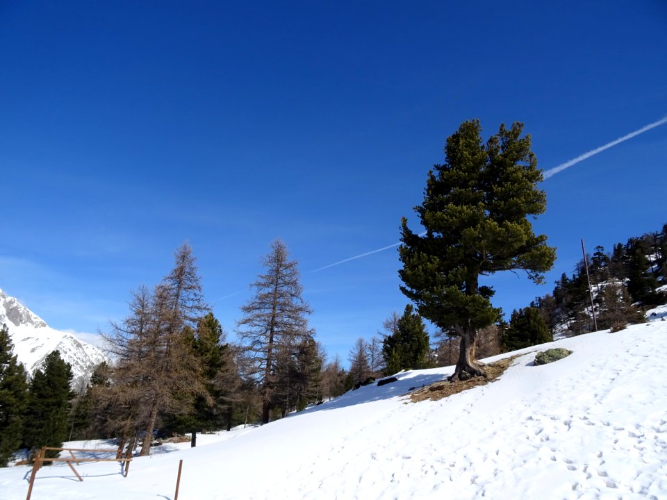 Pins à crochets et ciel bleu italien 
