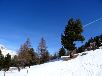 Pins à crochets et ciel bleu italien 