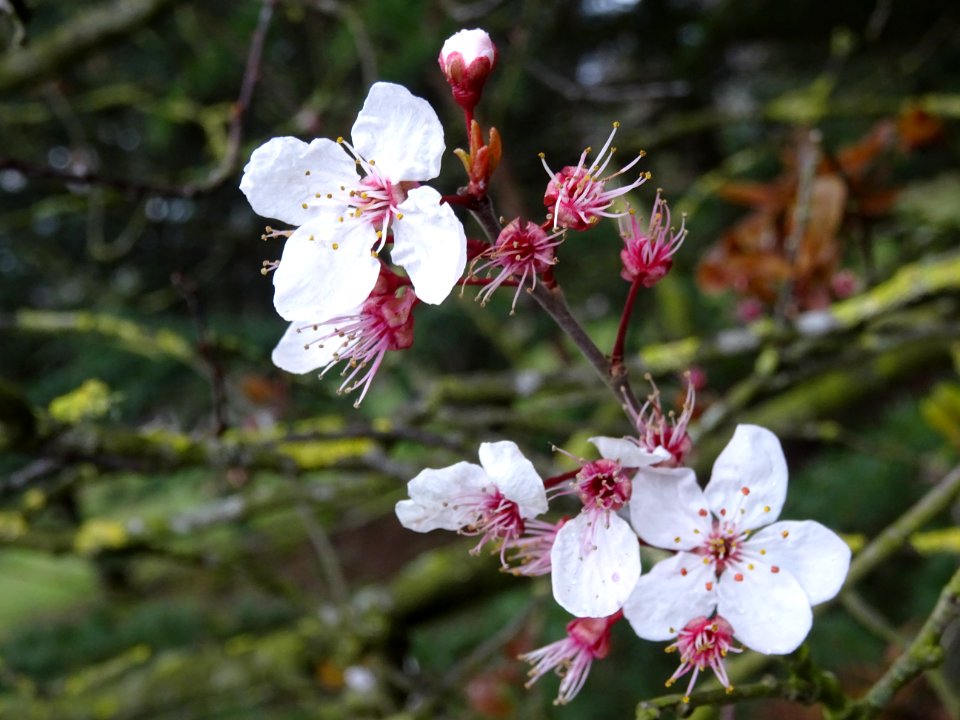 Fleurs de Prunier d'ornement, Prunus cerasifera Pissardii,… 
