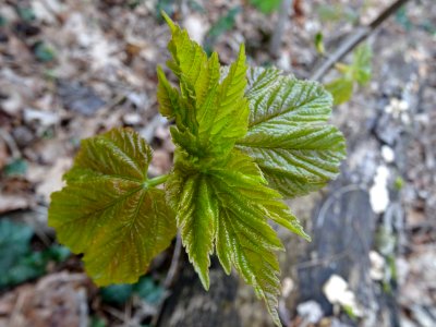 Débourrage des jeunes feuilles d'Erable sycomore, Acer pse… 