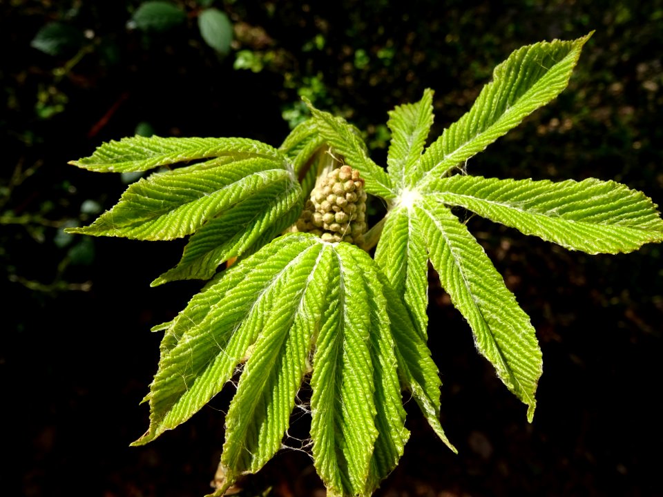 Jeunes feuilles de Marronnier d'Inde, Aesculus hippocastan… 