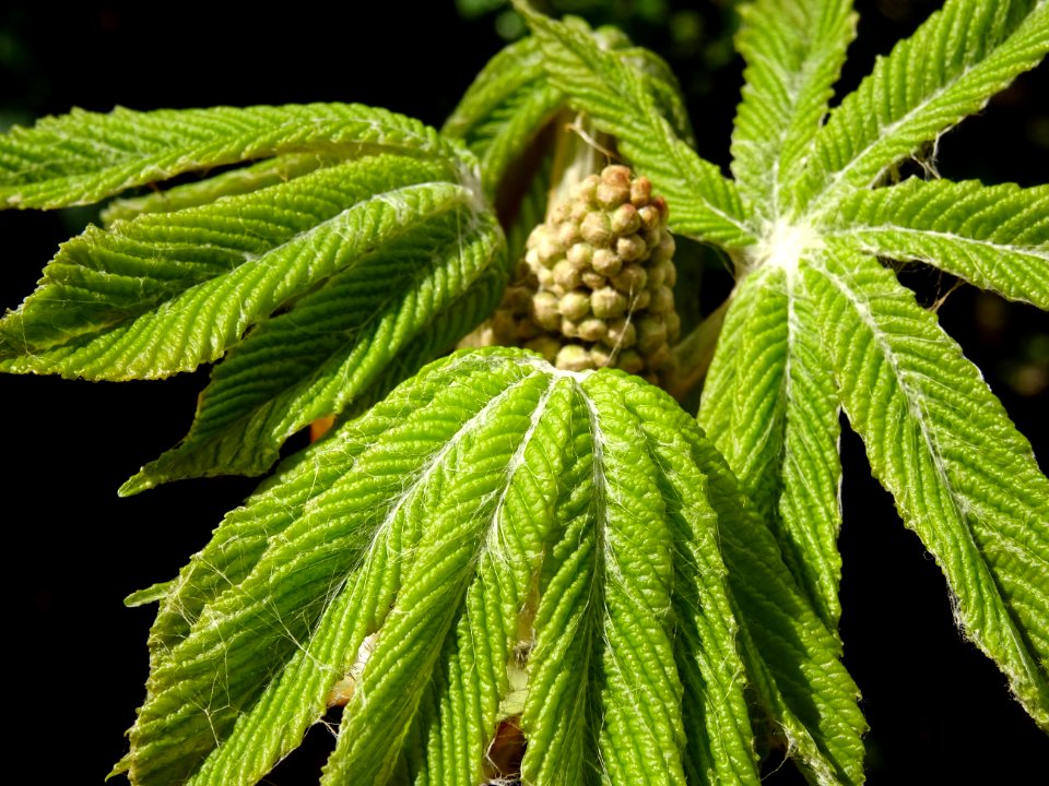 Jeunes feuilles de Marronnier d'Inde, Aesculus hippocastan… 
