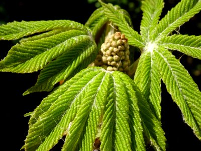 Jeunes feuilles de Marronnier d'Inde, Aesculus hippocastan… 