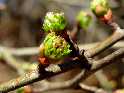 Bourgeons et jeunes feuilles de l'Aubépine épineuse, Crata… photo