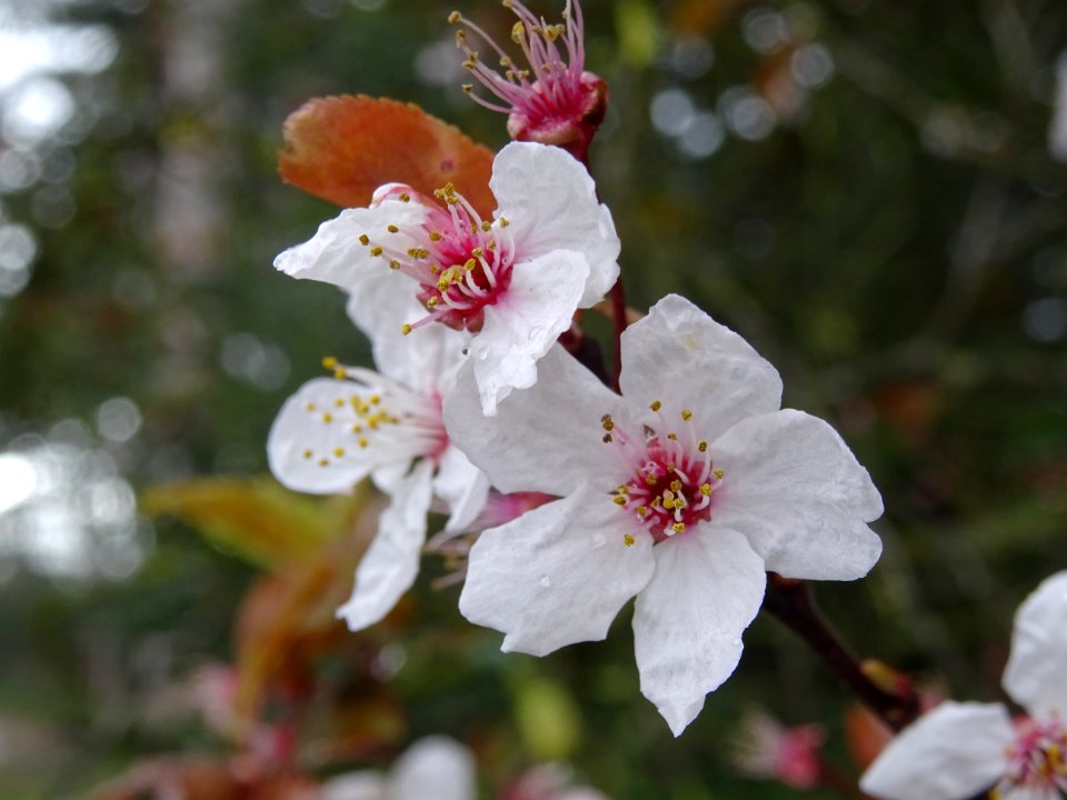 Fleurs de Prunier d'ornement, Prunus cerasifera Pissardii,… 