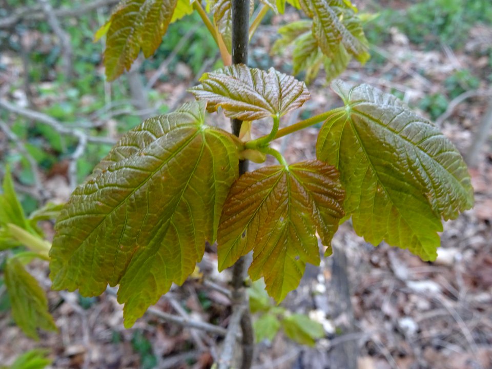 Jeunes feuilles d'Erable sycomore, Acer pseudoplatanus, Ac… 