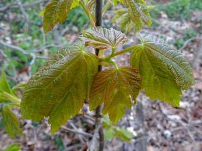 Jeunes feuilles d'Erable sycomore, Acer pseudoplatanus, Ac… 
